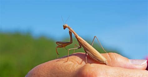 how to know if a praying mantis is dying
