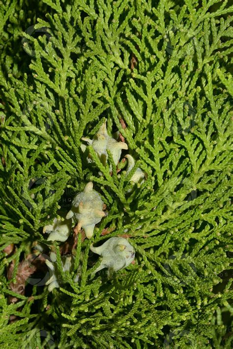 Platycladus Orientalis Oriental Arborvitae Strobilus Strobili