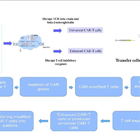 The Development Of Crisprcas9 System And Cancer Immunotherapy