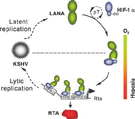 LANA HIF 1 Complex Binding The HREs Of The KSHV Rta Promoter A HRE