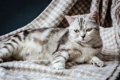 Quantos Dias Os Gatos Abrem Os Olhos Descobre O