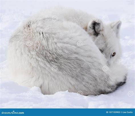 White wolf stock image. Image of wolf, snow, outdoors - 107153903