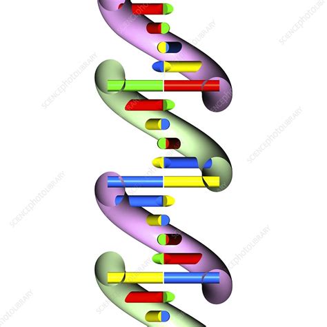 Dna Molecule Illustration Stock Image C026 7686 Science Photo