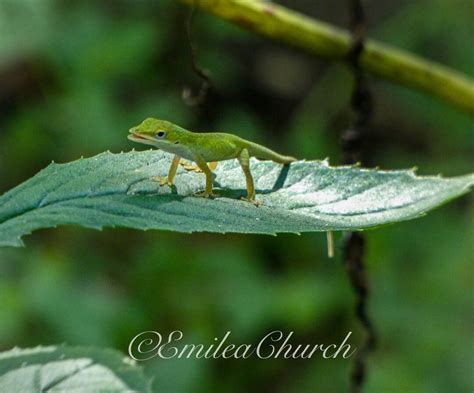 Green Anole Lizard - Etsy