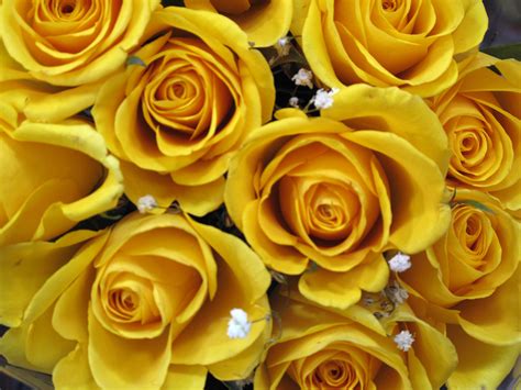 Yellow Roses Free Stock Photo Image Yellow Roses Blooms Picture