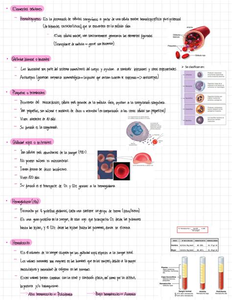 SOLUTION Fisiología cardiovascular Studypool