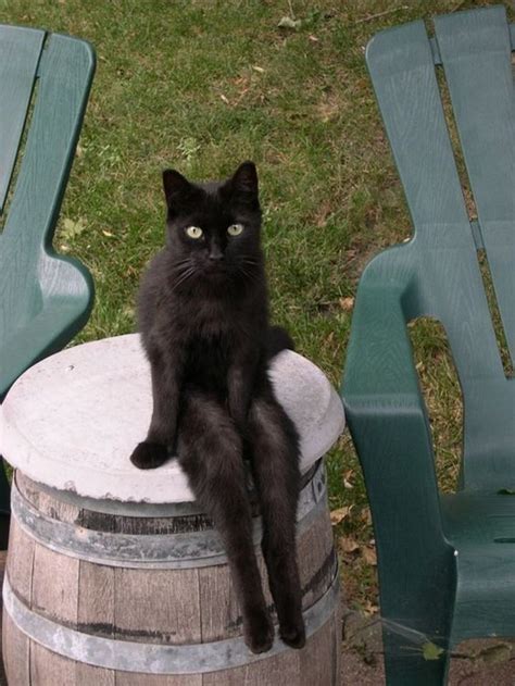 These Cats Have Decided It's Time To Sit Like Humans (15 Photos) - I ...