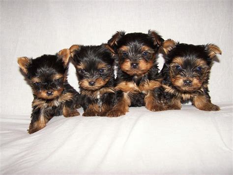 Yorkie Puppies Wallpapers Top Free Yorkie Puppies Backgrounds