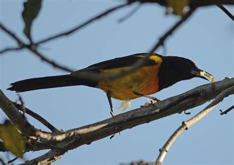 Black Vented Oriole Icterus Wagleri BirdWeather