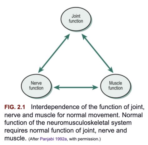 Ortho Lect Function And Dysfunction Of Joints Flashcards Quizlet