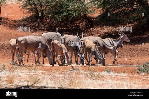 A Herd Of Eland At A Watering Hole In Southern African Savanna Stock