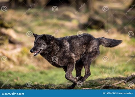 Black Wolf Running in the Forest Stock Image - Image of closeup ...