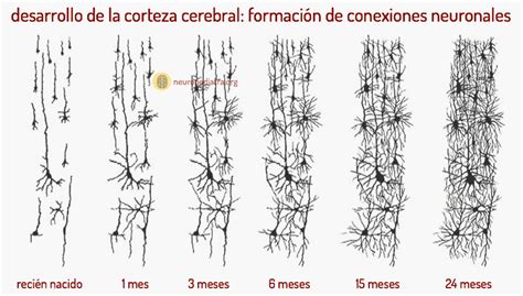 La Maduración Cerebral En El Tdah Neuronas En Crecimiento