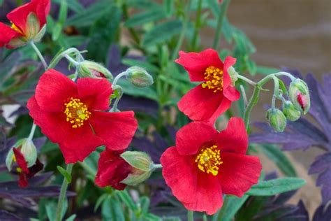 Helianthemum Red Dragon Rock Rose