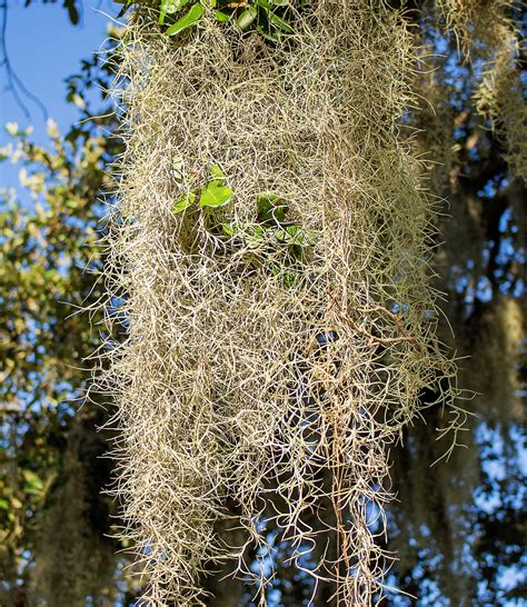 Plant Spanish Moss Beard Old Hay Paste Free Image From Needpix