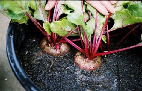 Growing Beets in Containers: How to Grow Beets in Pots | Balcony Garden Web