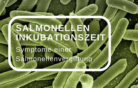 Salmonellen Inkubationszeit Symptome Einer Infektion