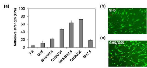 Frontiers Enhanced Tissue Adhesiveness Of Injectable Gelatin Based