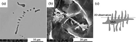 Morphologies Of MnS Inclusions A Is 2D Observation B Is 3D