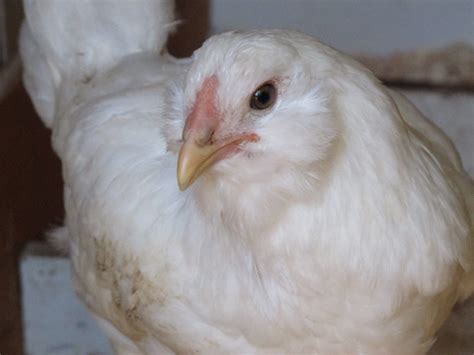 White Easter Egger Gender Backyard Chickens Learn How To Raise Chickens