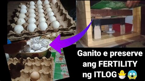 Gawin Mo Ito Para Madami Ang Ma Hatch Na Itlog Sa Incubator