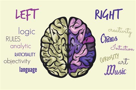 Brain function stock vector. Illustration of cerebrum - 41067826