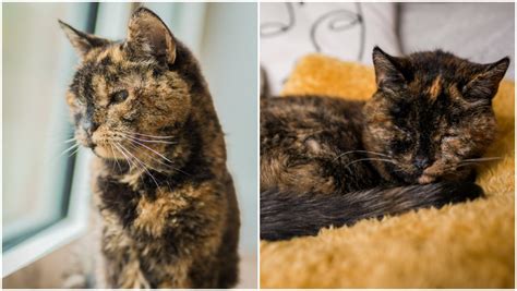 Worlds Oldest Cat Confirmed At Almost 27 Years Old Watch Viral Video