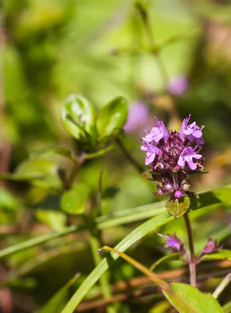 Plantas medicinales de tomillo ingrediente aromático para cocinar y té