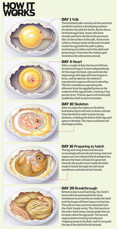 How Do Chickens Lay Eggs How It Works Magazine