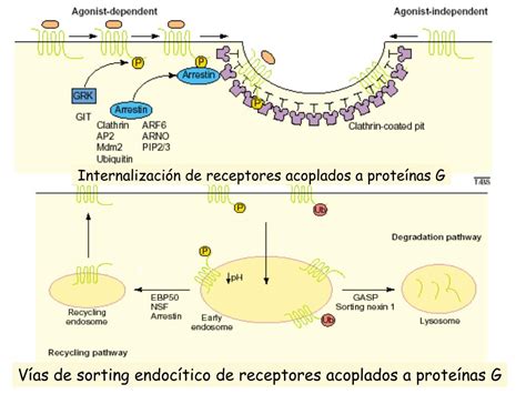 Ppt Receptores Asociados A Prote Nas G Powerpoint Presentation Free