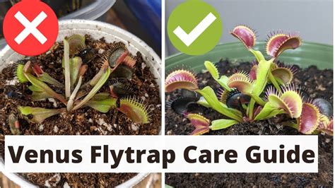 The Complete Venus Fly Trap Care Guide 🌱 Youtube