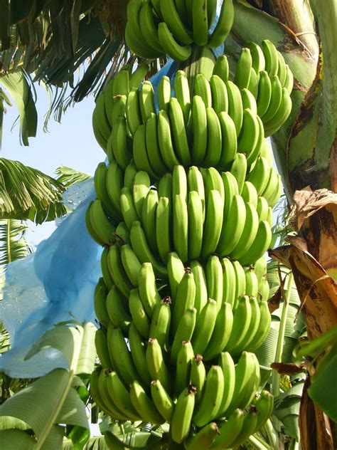 Agroinversiones La Estancia C A Tartaleta De Cambur