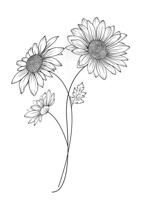 Download Daisy Flower Outline Daisy Line Art Line Drawing Chamomile Outline For Free Daisy