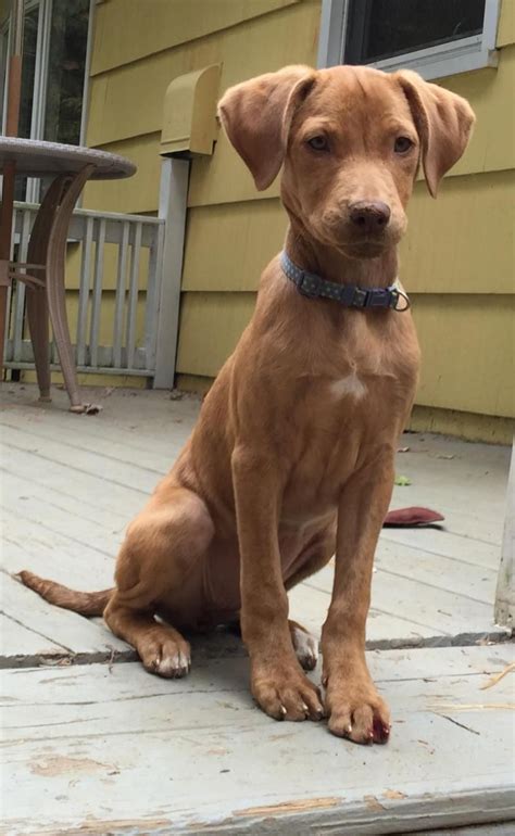 Unleashing the Top 10 Must-Have Products for Your Vizsla Lab Mix Puppy - Furry Folly