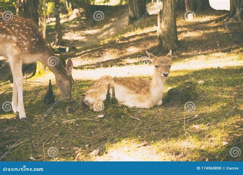 Mother and baby deer stock photo. Image of forest, fauna - 174960890