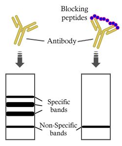 Gapdh Antibody Affinity Biosciences Ltd