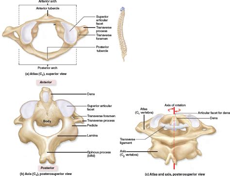 Cervical Vertebrae C1 and C2. | Skull anatomy, Vertebrae, Cervical ...