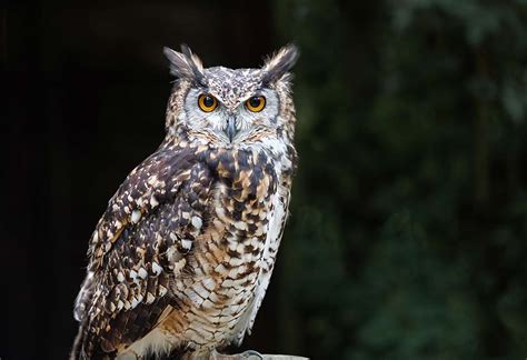 10 Fun Facts About Owls