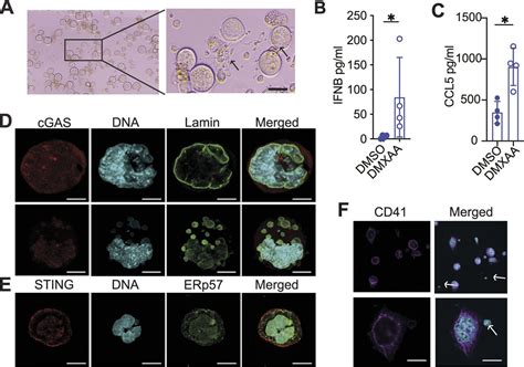 Megakaryocytes Possess A Sting Pathway That Is Transferred To Platelets