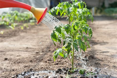 Cuidados Del Cultivo De Tomate Huerto En Casa