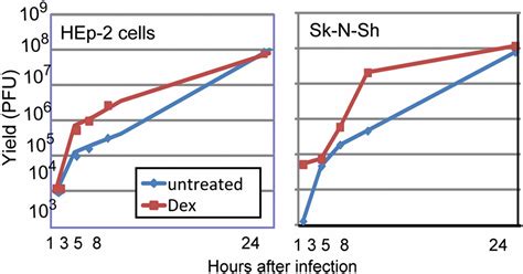 Induction Of Apoptosis Accelerates Reactivation Of Latent Hsv In