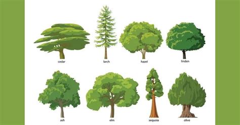 Different Types of Evergreen Trees and Their Unique Features