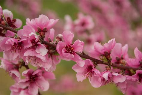 Peach Growing Guide Herbeins Garden Center