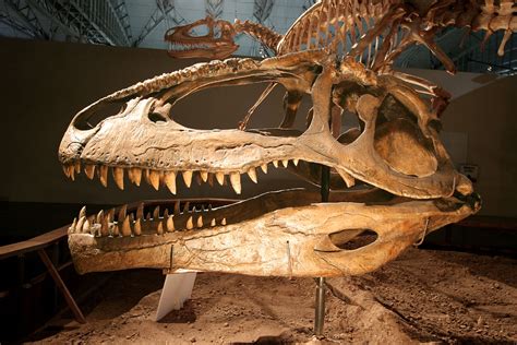 Giganotosaurus Behavior Adaptation Anatomy And Facts