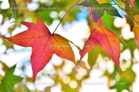 鮮やかに紅く紅葉するモミジバフウの葉の写真素材 186094551 イメージマート