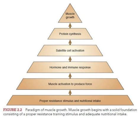 Hyperplasia vs Hypertrophy | Unraveling the Mysteries of Muscle Growth