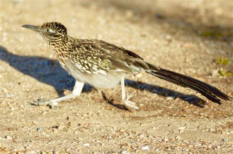 Greater Roadrunner Greater Roadrunner Road Runner Greater