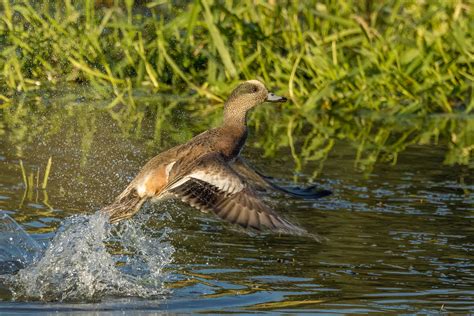 American Wigeon Leaving Tony Spane Flickr