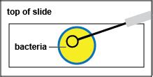 Biol Lab Manual Indirect Stain Of Micrococcus