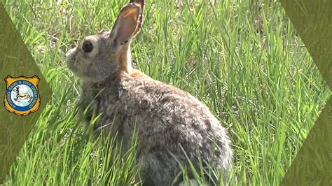 Rabbit Hemorrhagic Disease Rhdv2 Update Youtube